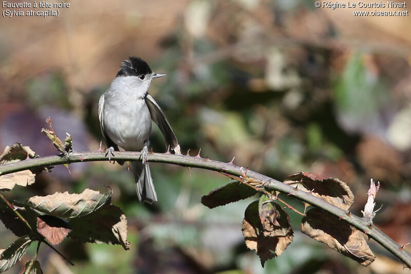 Eurasian Blackcap male adult