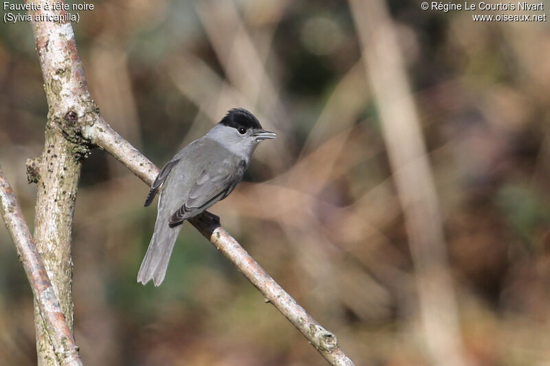 Eurasian Blackcap