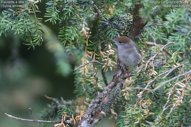 Eurasian Blackcap