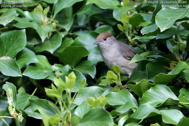 Eurasian Blackcap female adult