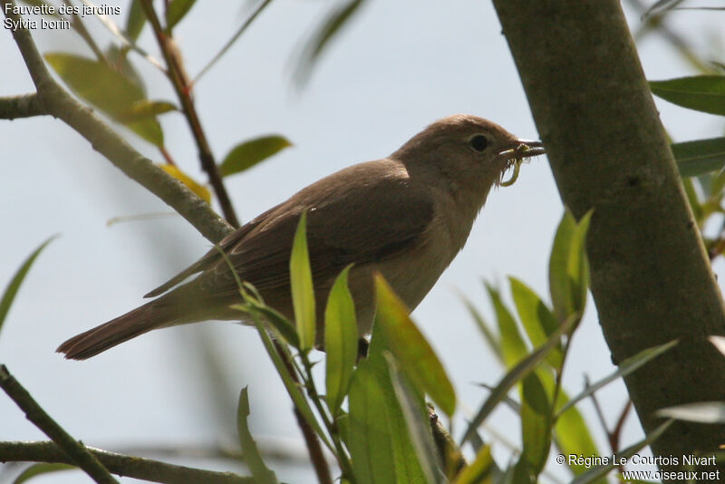 Garden Warbler