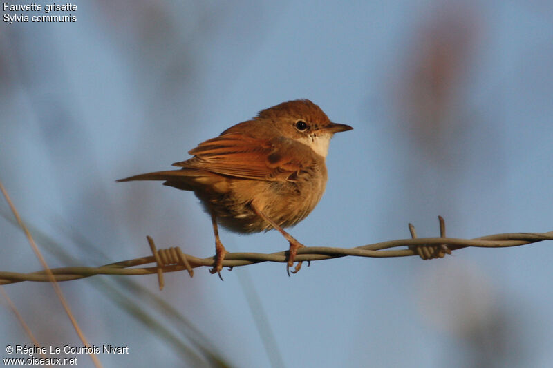 Common Whitethroat