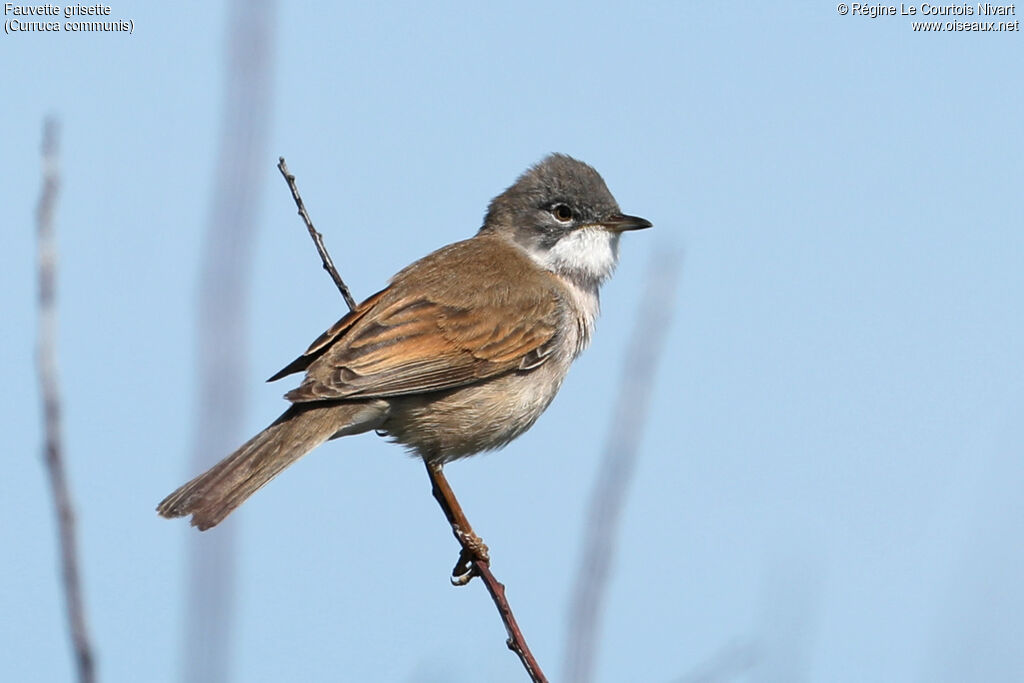 Fauvette grisette