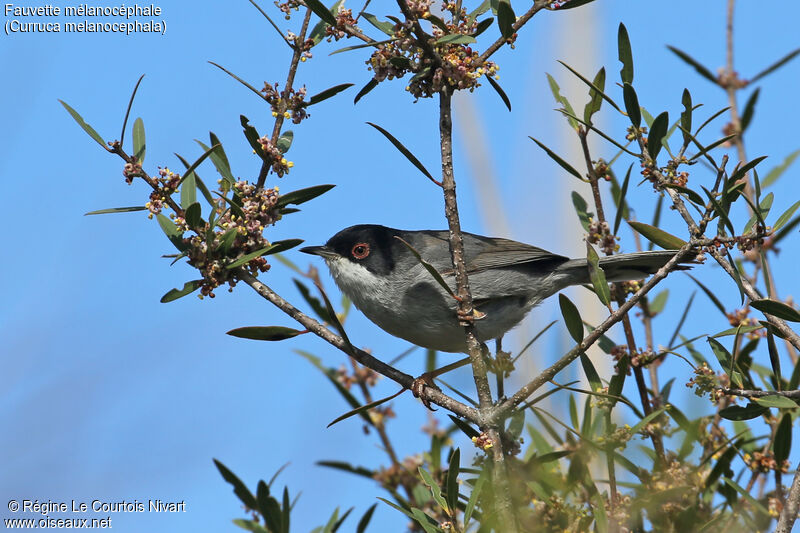 Sardinian Warbler