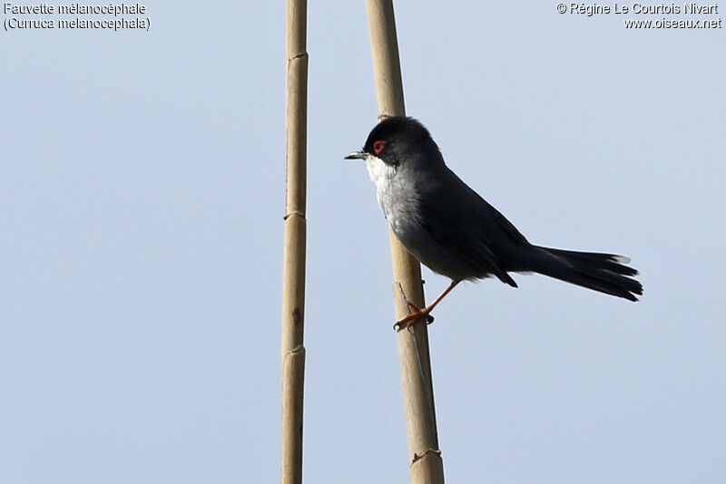 Sardinian Warbler