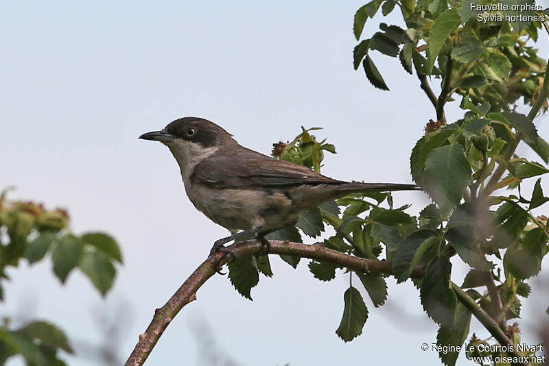 Western Orphean Warbler