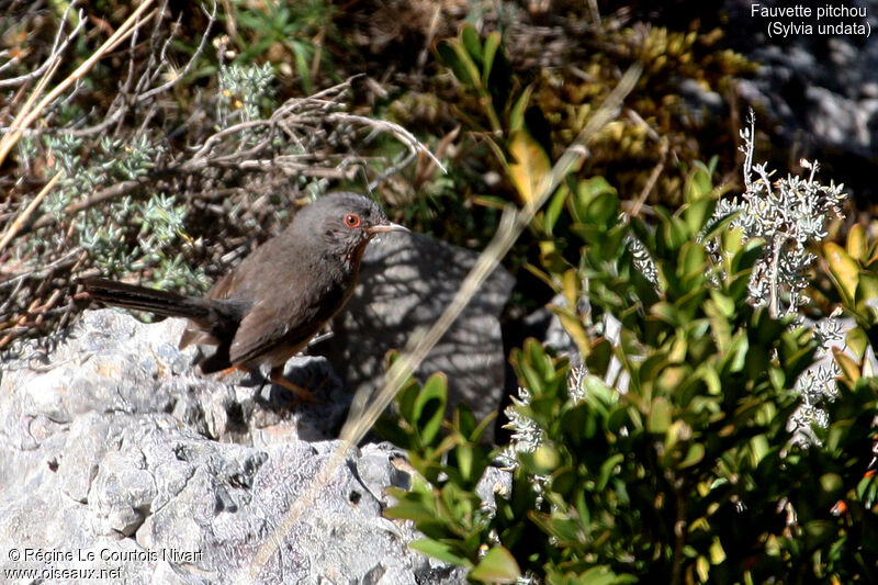 Dartford Warbler