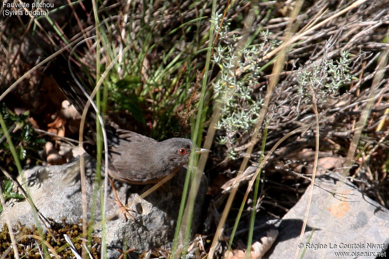 Dartford Warbler