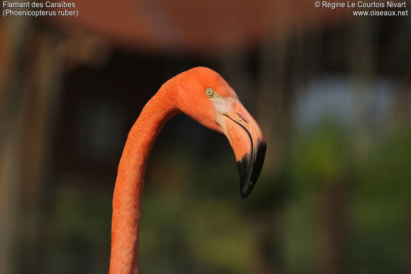 American Flamingo