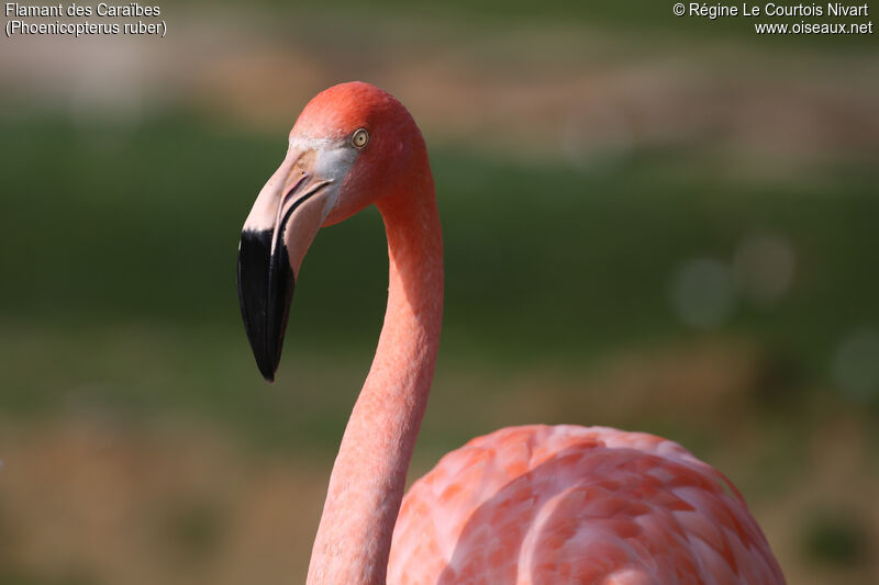 Flamant des Caraïbes