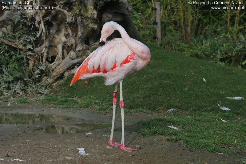 Chilean Flamingo