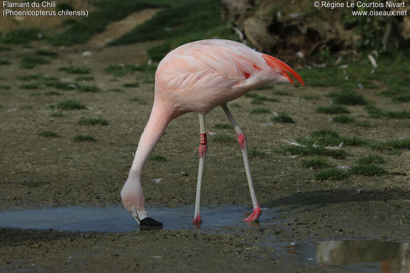 Chilean Flamingo