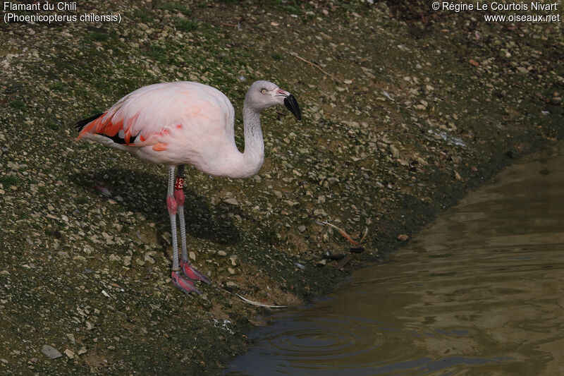 Chilean Flamingo