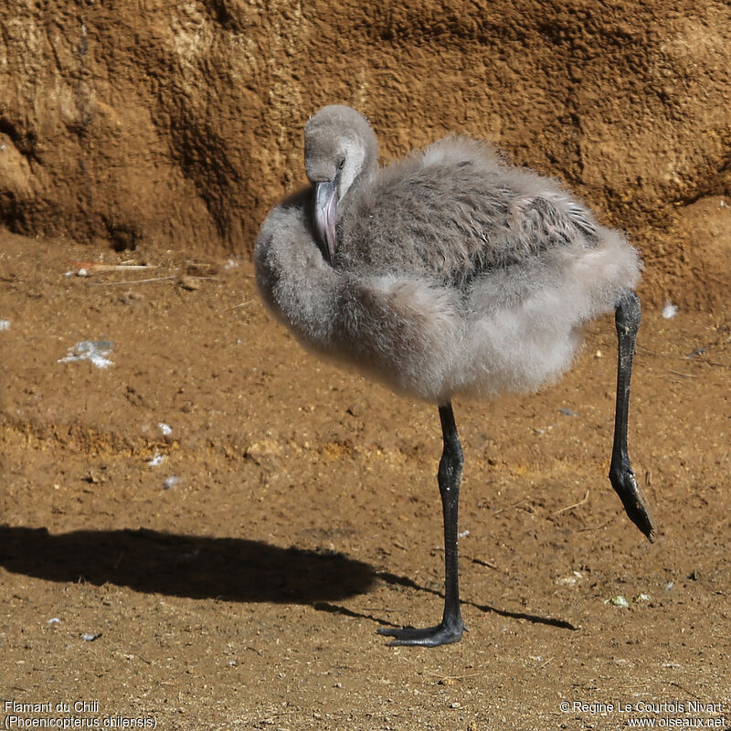 Chilean Flamingo