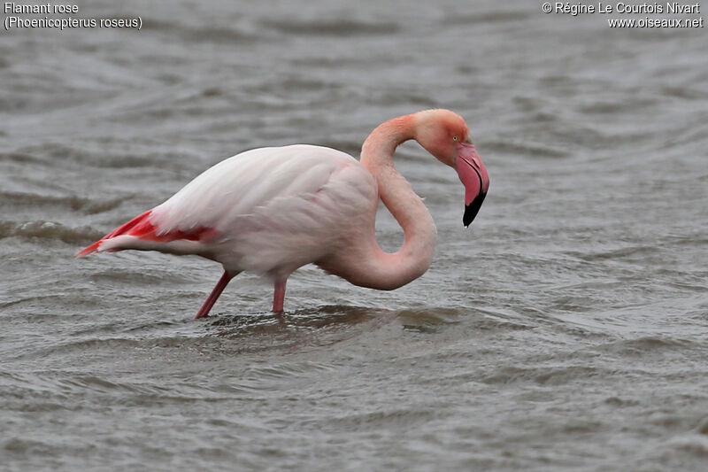 Greater Flamingo