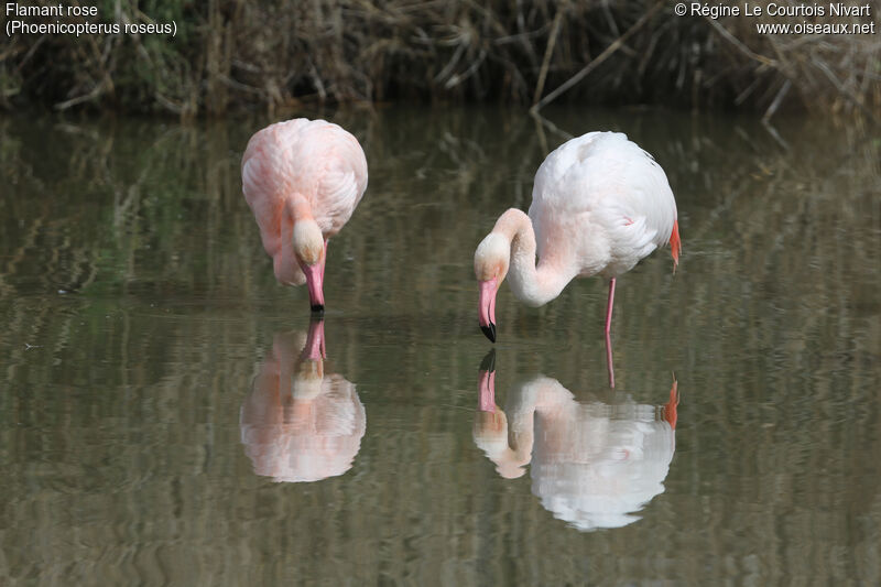 Greater Flamingo