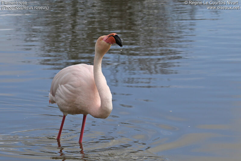 Flamant rose