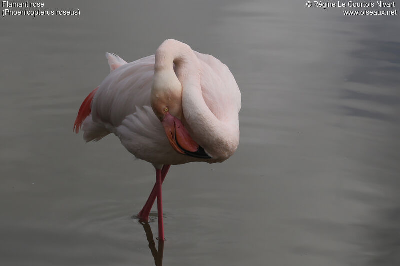 Flamant rose