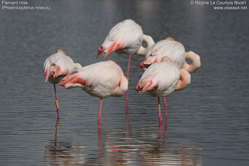 Greater Flamingo