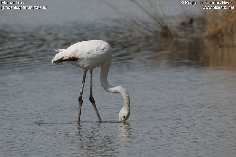 Greater Flamingoimmature