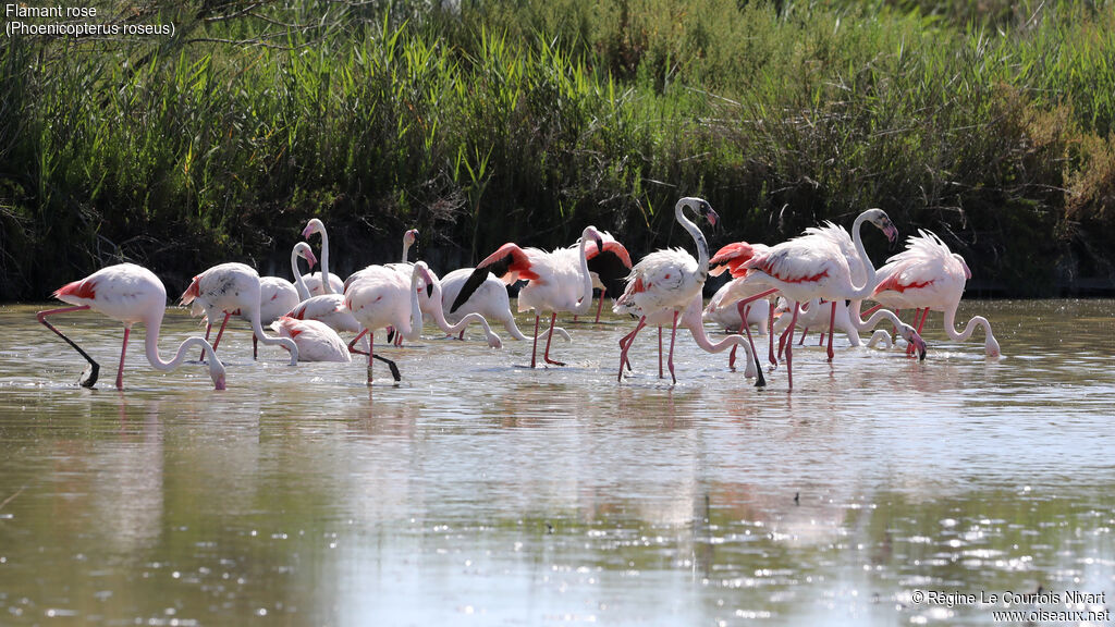 Greater Flamingo
