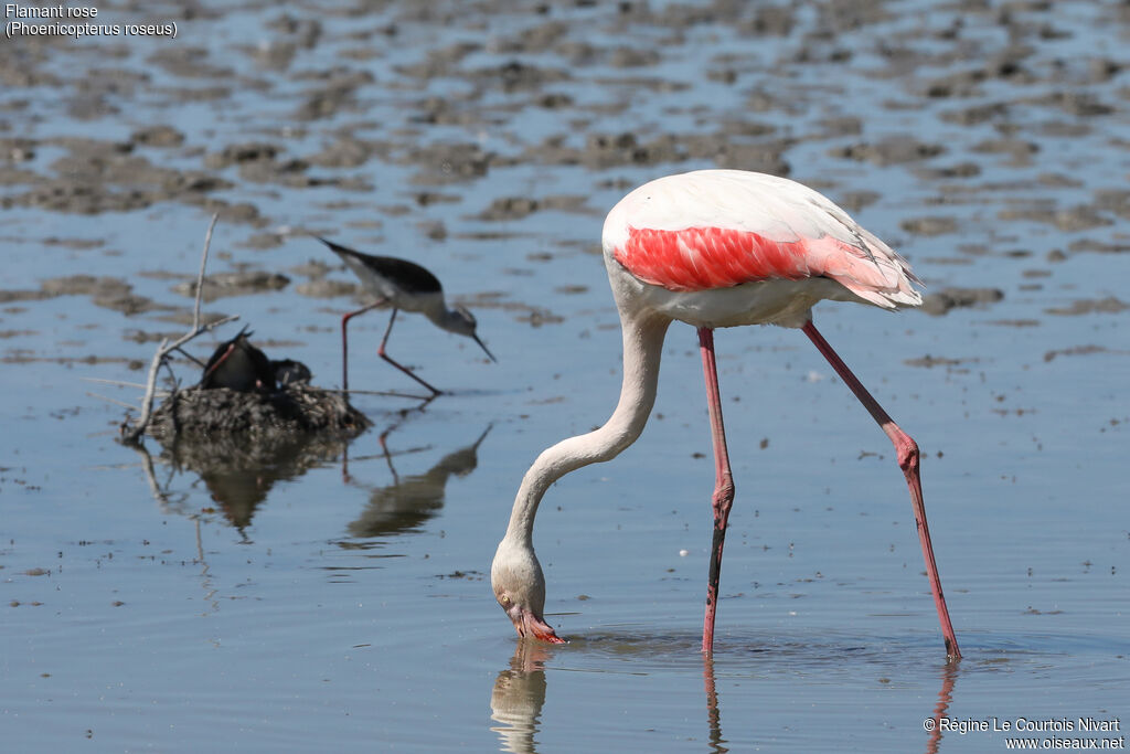 Greater Flamingo