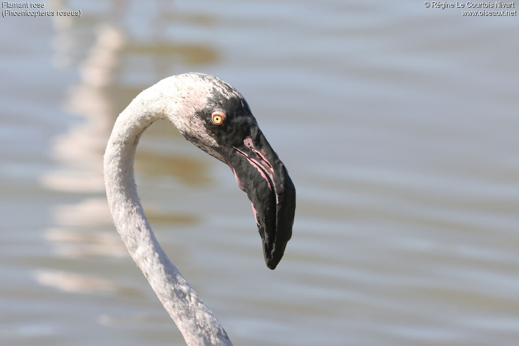 Greater Flamingo