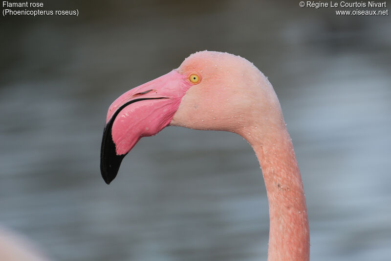 Greater Flamingo