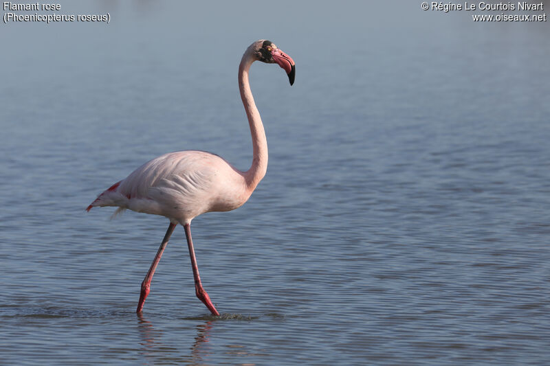 Flamant rose