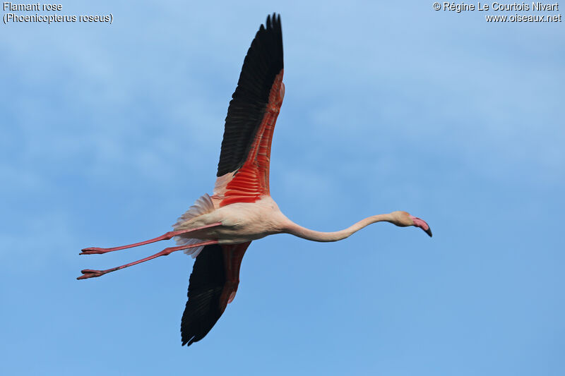 Greater Flamingo