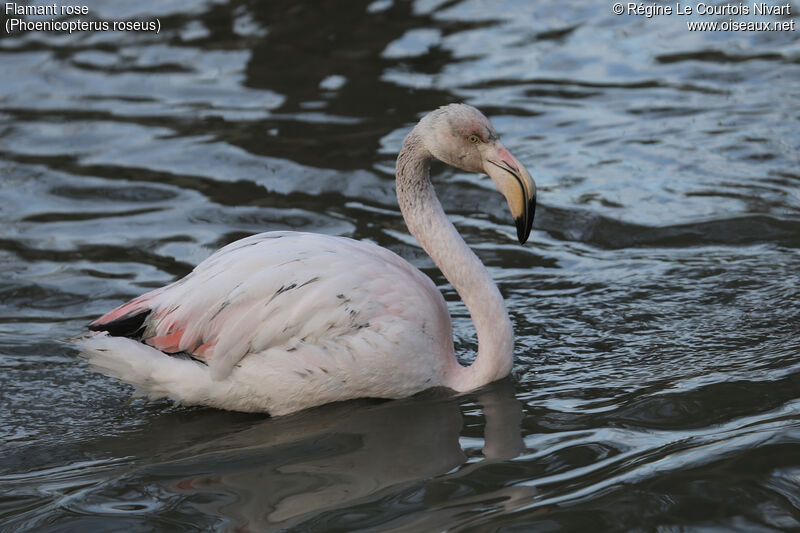 Flamant roseimmature