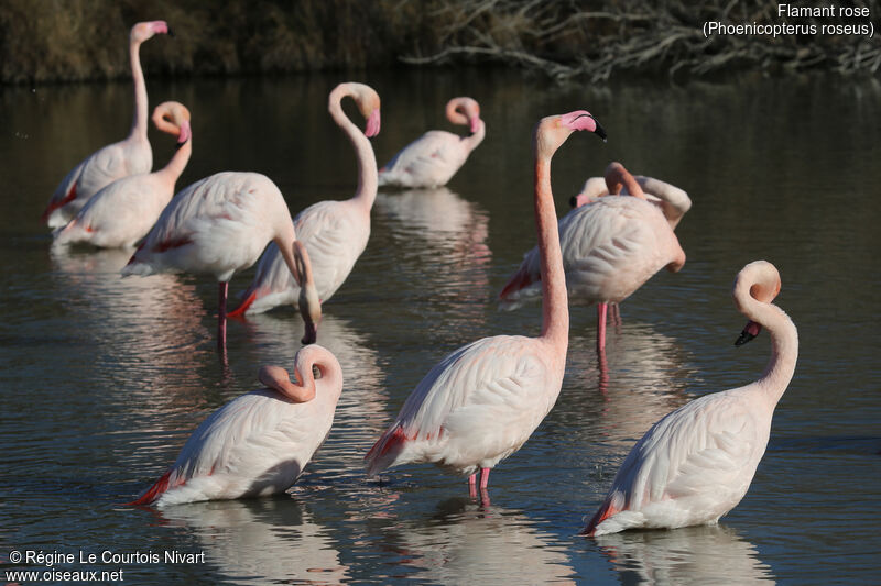 Flamant rose