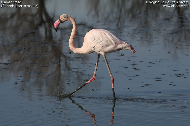 Flamant rose