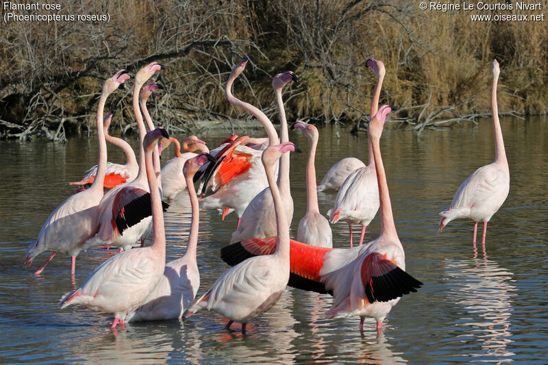 Flamant rose