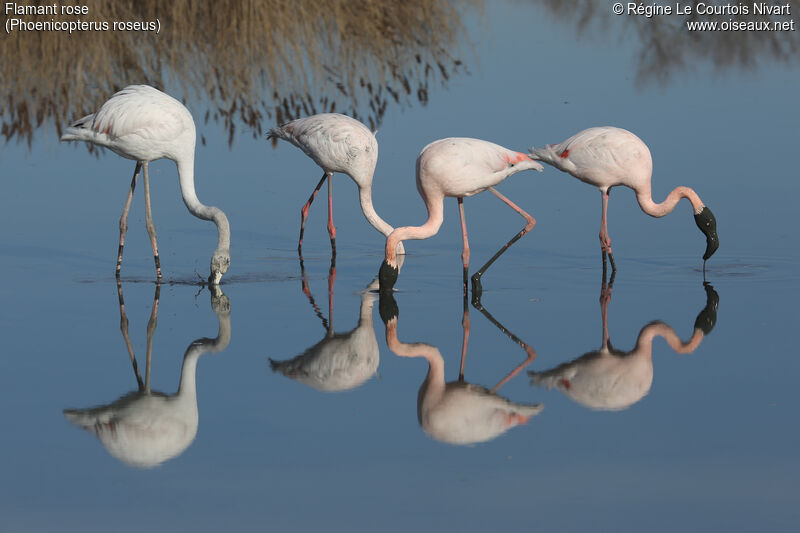 Greater Flamingo