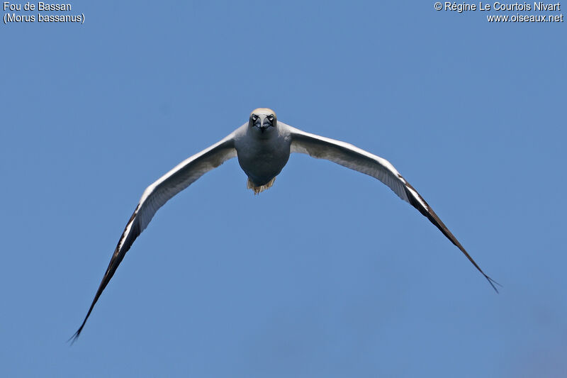 Northern Gannet