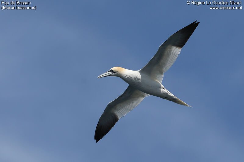 Northern Gannet