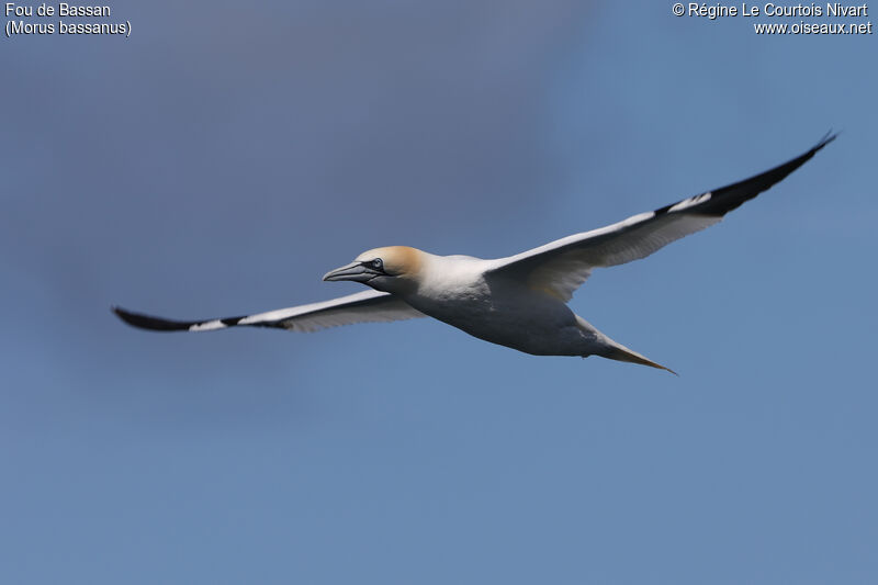 Northern Gannet