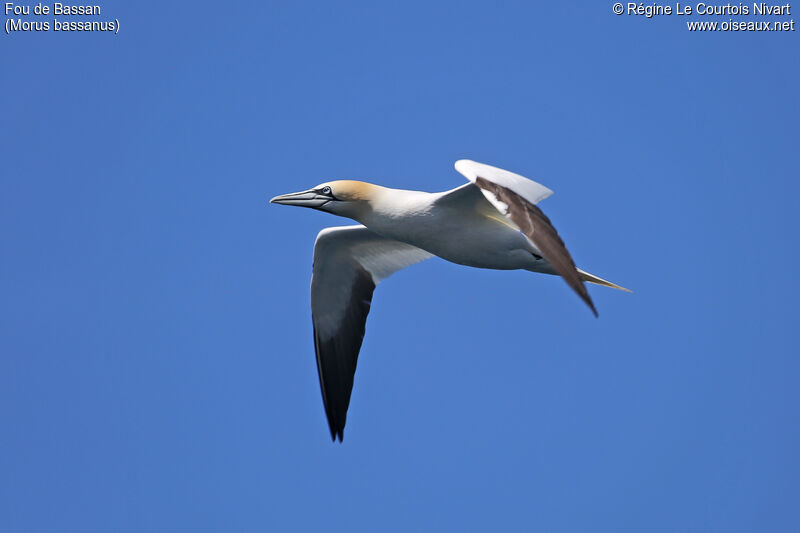 Northern Gannet