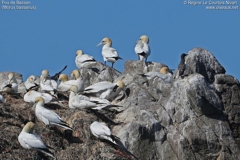 Northern Gannet