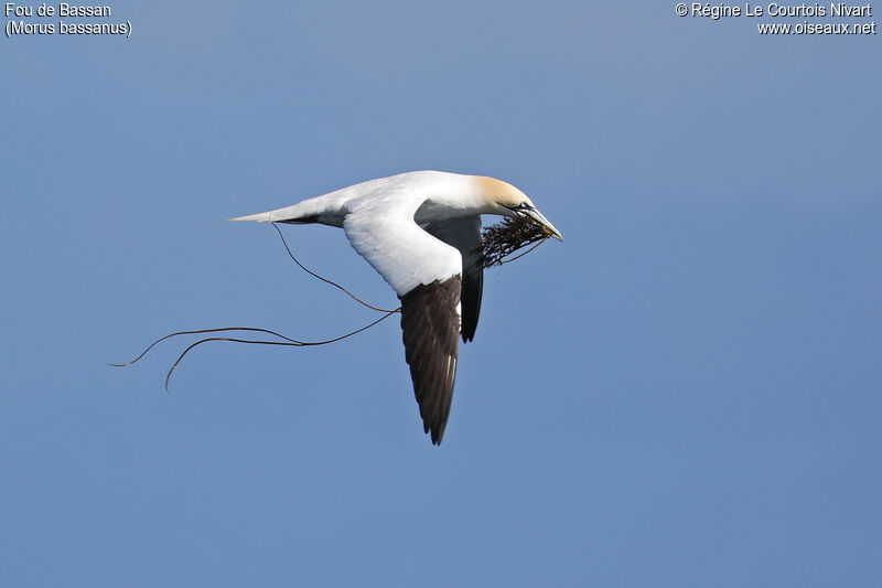 Northern Gannet