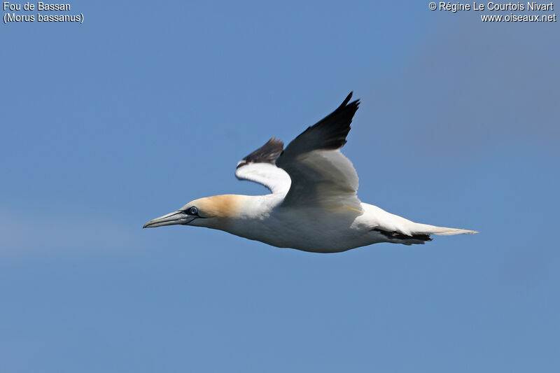 Northern Gannet