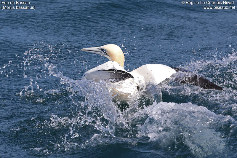 Northern Gannet