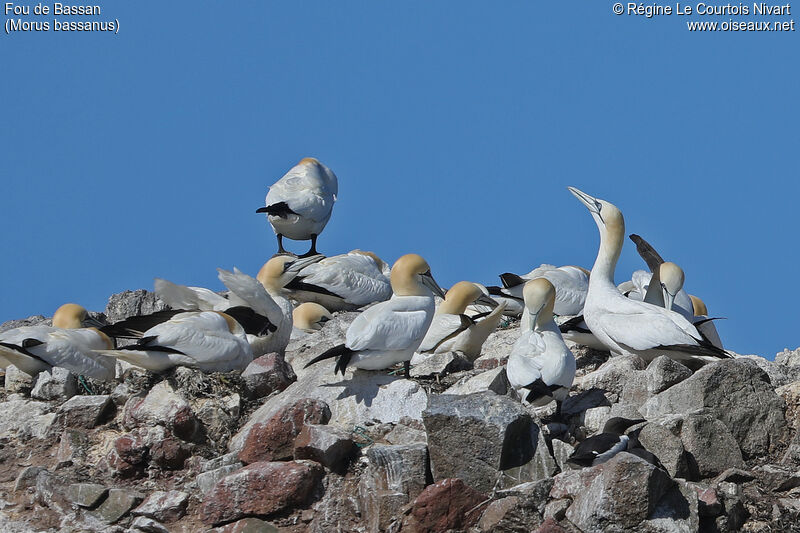 Northern Gannet