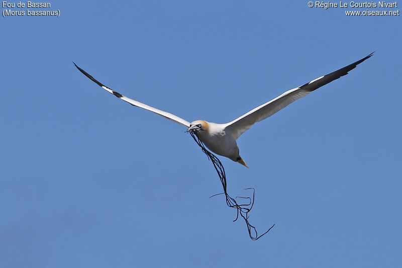 Northern Gannet, Reproduction-nesting