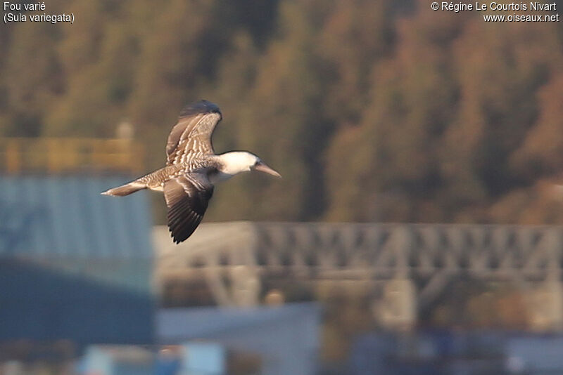 Peruvian Booby