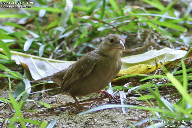 Seychelles Fody