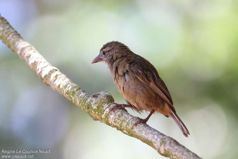 Seychelles Fody, identification