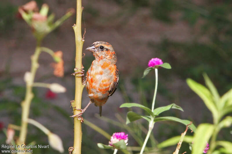 Red Fody male