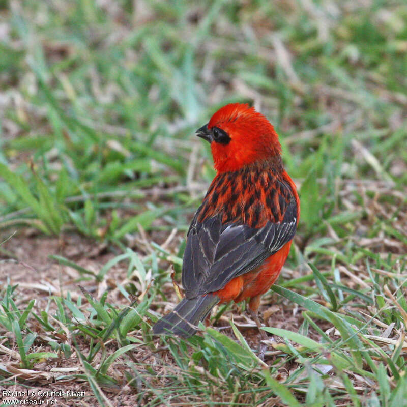 Red Fody male adult, pigmentation